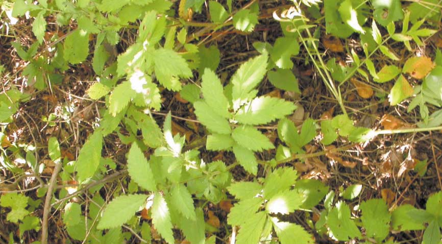 Downy Agrimony, a delicate yellow-flowered plant that was once thought to be extinct in Quebec