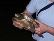 the map turtle (tortue géographique), Graptomys geographica, taken in Rapide de Cheval Blanc ecoterritory in the spring of 2005.